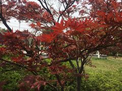 -秦园惠山豆腐花(惠山古镇店)