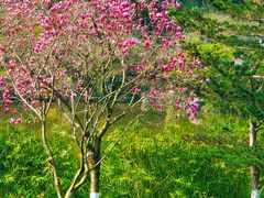 -重庆中央公园(渝北区)