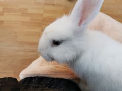 -猫猫幼稚园·撸猫·桌游·电玩