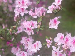 -番禺大夫山森林公园