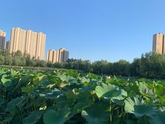 -前关湿地公园
