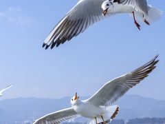 -海埂大坝