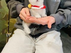 -欣宠猫屋·矮脚拿破仑·蓝金金渐层