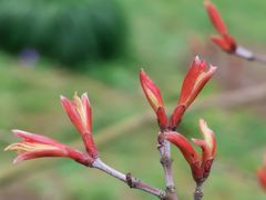 -上海共青森林公园