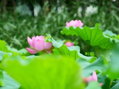 -陈家山荷花公园