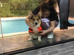 准备游泳啦-Goku PET SHOP宠物视觉生活馆(双井店)