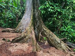 -中国科学院西双版纳热带植物园