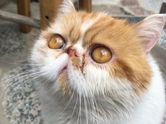 -喵屿·大理花园猫咖