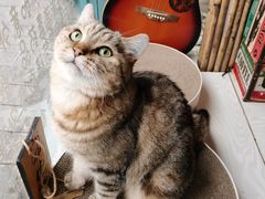 -喵屿·大理花园猫咖