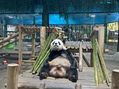 -栾川竹海野生动物园