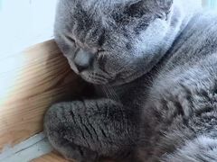 -猫小院猫主题咖啡厅(北锣店)
