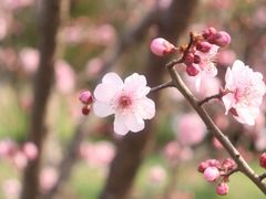 -顾村公园