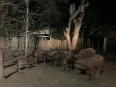 -清迈夜间动物园