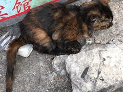 -芭比堂动物医院·24小时·眼科中心(深圳中心)