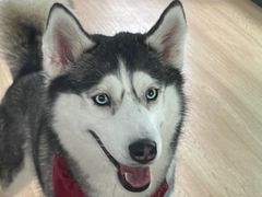 -Husky Go! 哈士奇体验馆·宠物咖啡厅狗咖