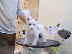 -momokira米努特·德文卷毛猫·棉花面纱犬