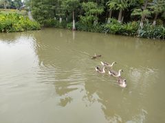 -海珠湖公园