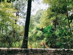 -铁山坪森林公园