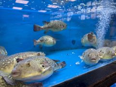 -莆鑫海鲜城(浏河店)