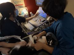 -御宝贝24h宠物医院·转诊中心·CT核磁血透中心(厦门总院)