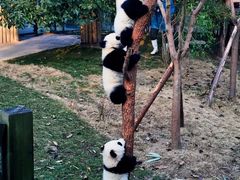 -成都大熊猫繁育研究基地