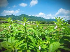 -呈坎景区