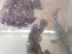 -QQ海鲜餐厅