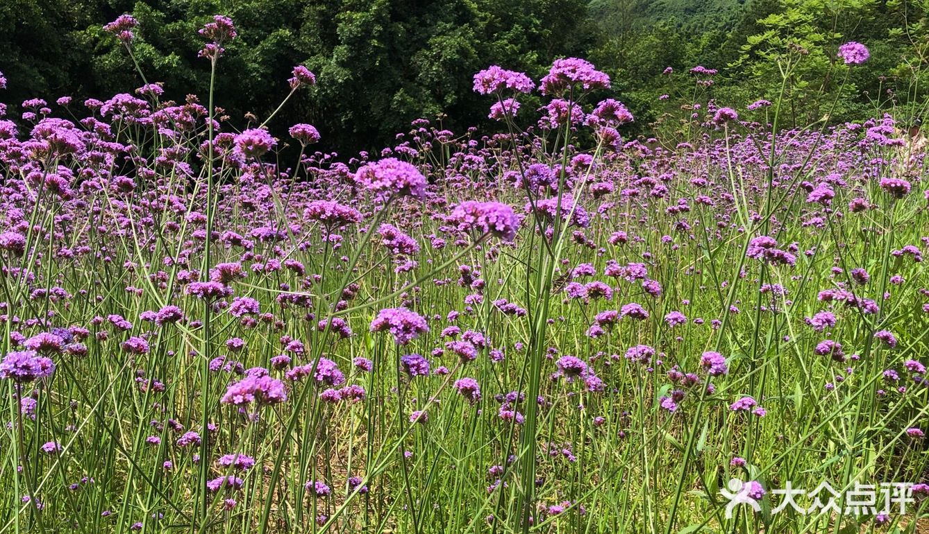 马鞭草花海