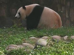 -都江堰中华大熊猫苑