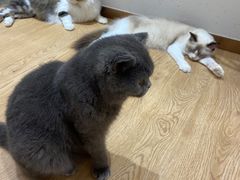 -1013 PET SHOP精品宠物商店(丁香店)