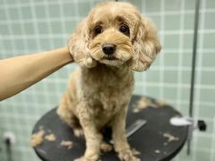 -哈尼爱宠·宠物生活会馆