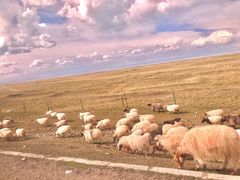-青海湖国家重点风景名胜区