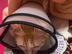 -瑞派康怡24h宠物医院·犬猫医疗中心·微创绝育(瑞景分院)