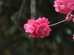 -沙澧河风景区
