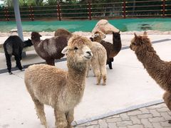 -西霞口神雕山野生动物世界