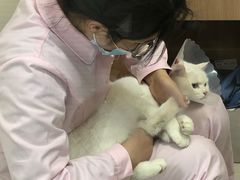 -全心全意连锁动物医院·微创中心·内科急重症·心脏专科(丰管路店)