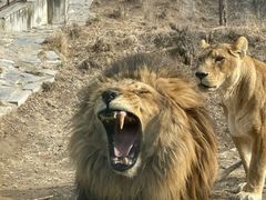 -石家庄市动物园