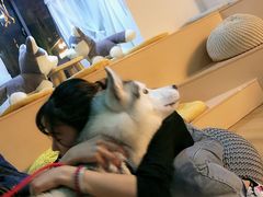 -Husky Go! 哈士奇体验馆·宠物咖啡厅狗咖