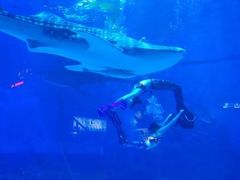 -烟台海昌鲸鲨海洋公园