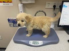 -芭比堂动物医院·CT·微创中心(新顺分院)