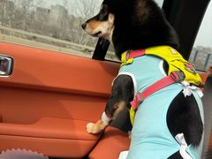 -达爱动物医院·犬猫分区·CT·复杂眼科(远洋山水分院)