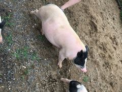 -田园东方蜜桃村的田野营地