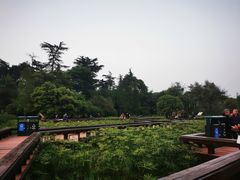 -桂湖森林公园