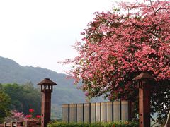 -风云岭森林公园