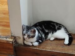 -猫小院猫主题餐厅(南锣旗舰店)