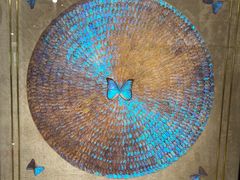 -上海昆虫博物馆