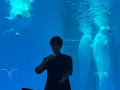 -海合安成都极地海洋公园