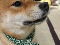 -逗柴咖啡屋·狗咖猫咖宠物桌游