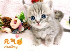 -十年猫舍·猫咪专门店(普陀店)