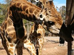 -清迈夜间动物园